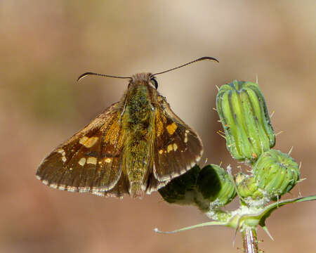 Image of Hesperilla donnysa Hewitson 1868