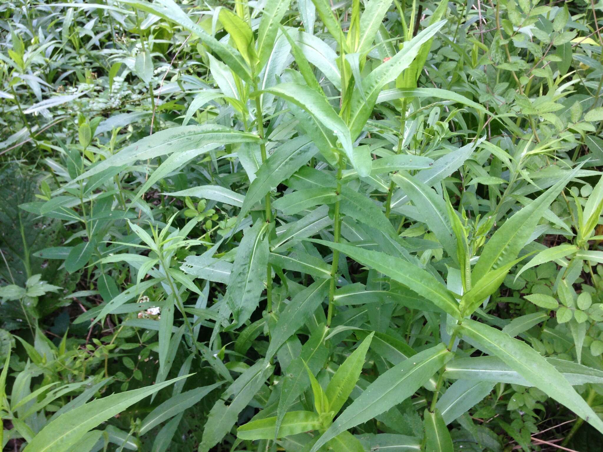 Plancia ëd Symphyotrichum firmum (Nees) G. L. Nesom