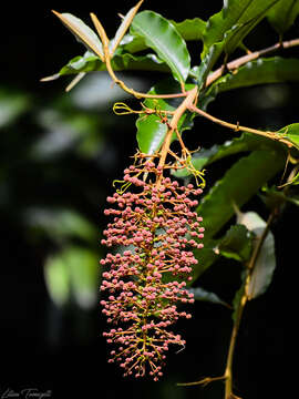 Image of Mabea fistulifera Mart.