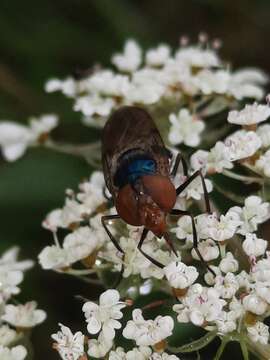 Image of Violet Bromeliad Fly