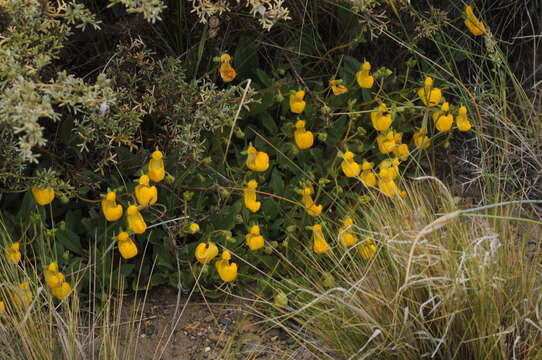 Image of Calceolaria polyrrhiza Cav.