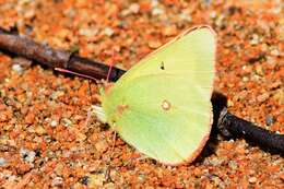 Image of Scudder's Sulphur