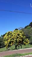 Imagem de Cassia leptophylla Vogel