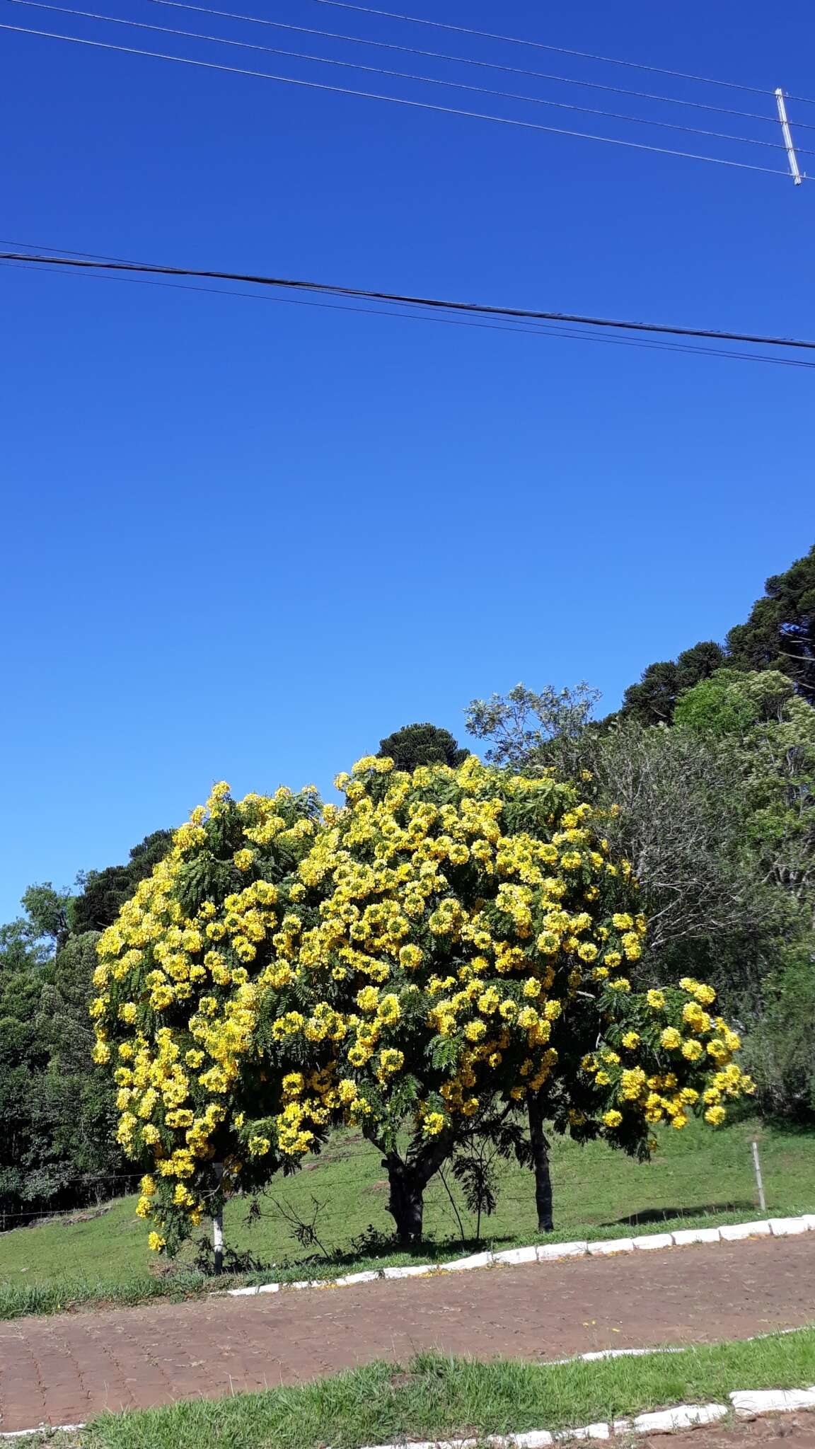 Imagem de Cassia leptophylla Vogel