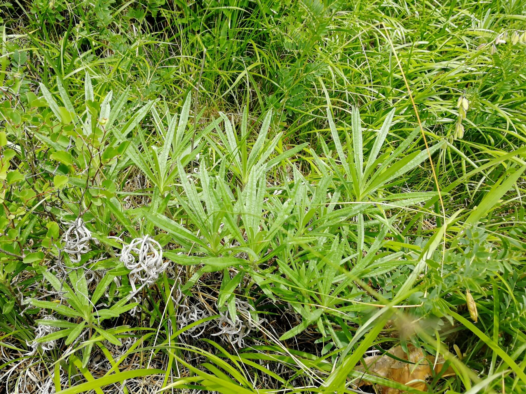 صورة Onosma simplicissima