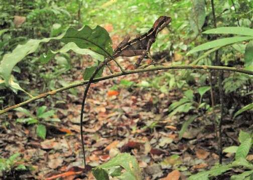 Image of Wied's Fathead Anole