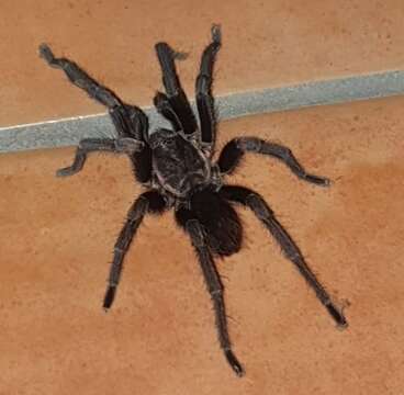 Image of Costa Rican Bluefront Tarantula