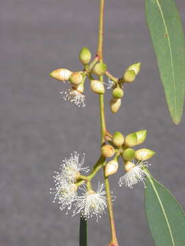 Image of Eucalyptus parramattensis subsp. parramattensis