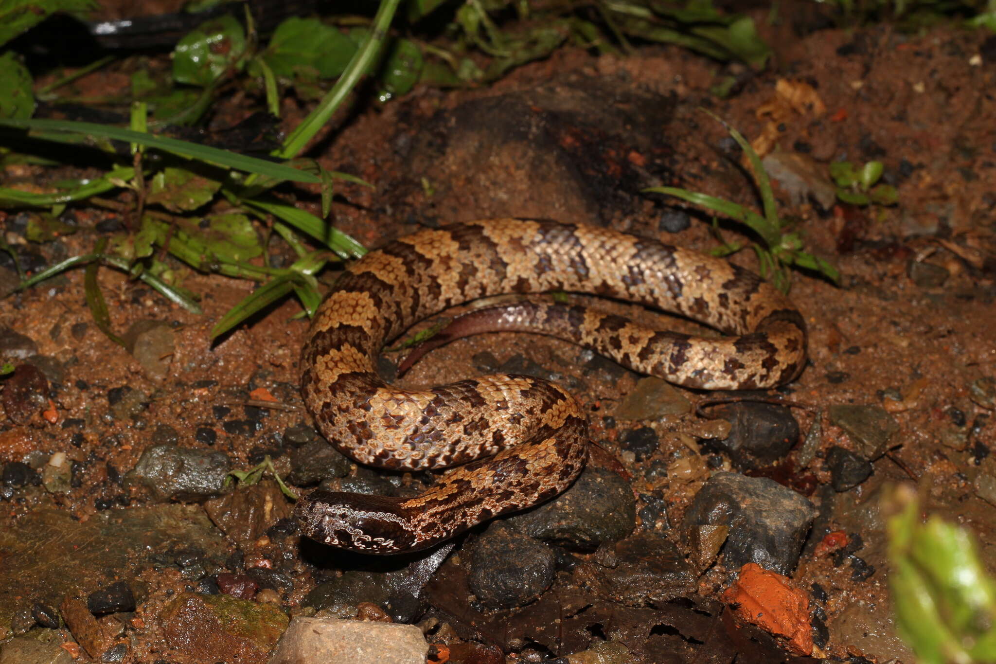 Image of Ovophis tonkinensis (Bourret 1934)