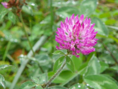 Image of Red Clover