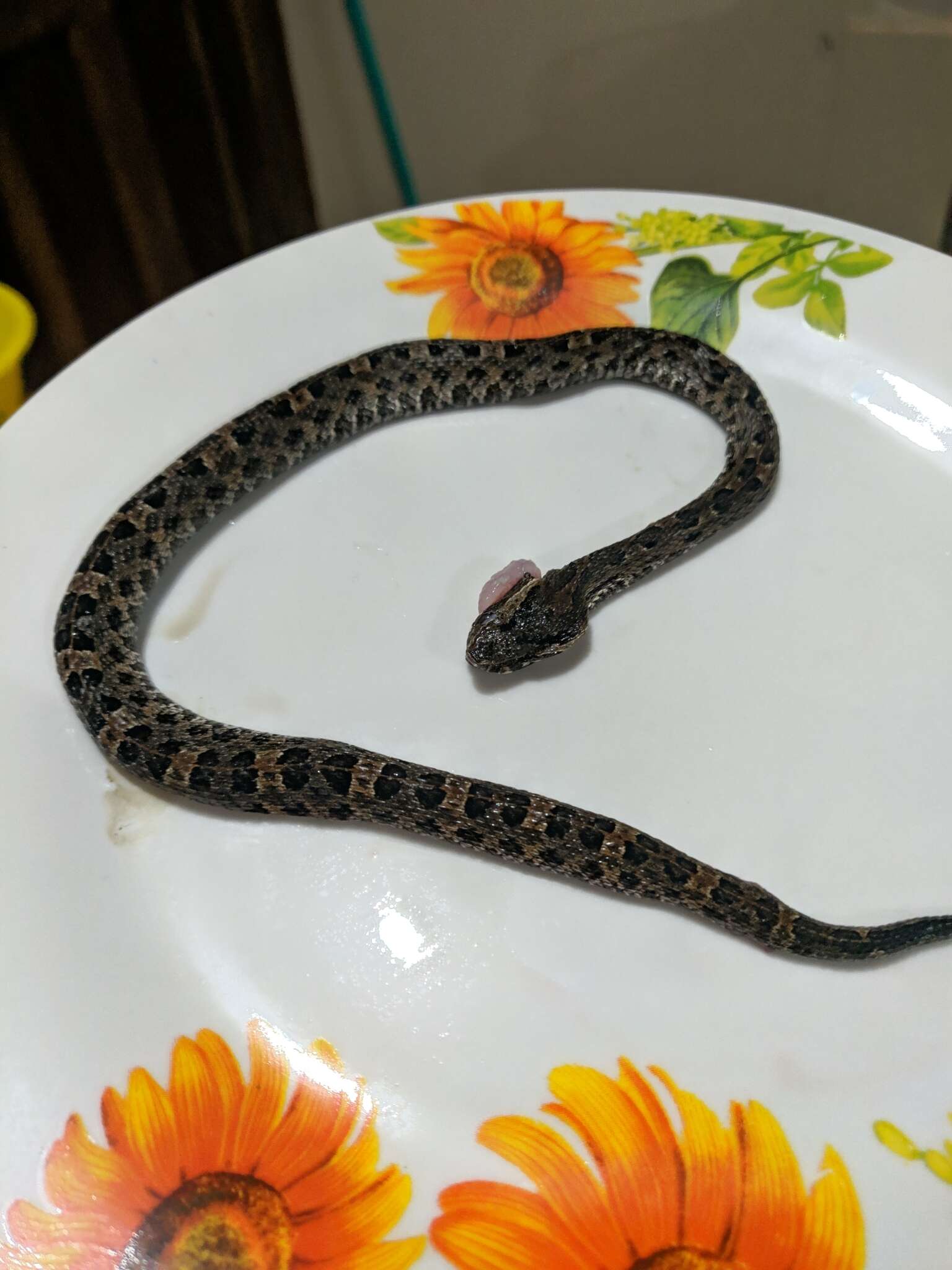 Image of Ujarran hognosed pitviper