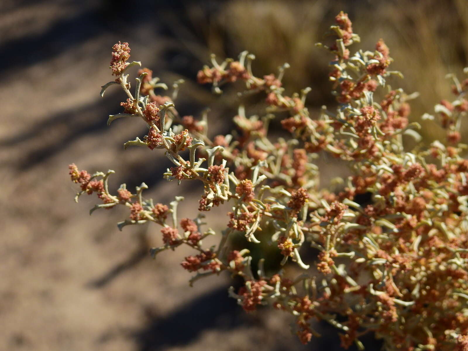 Image of South American saltbush