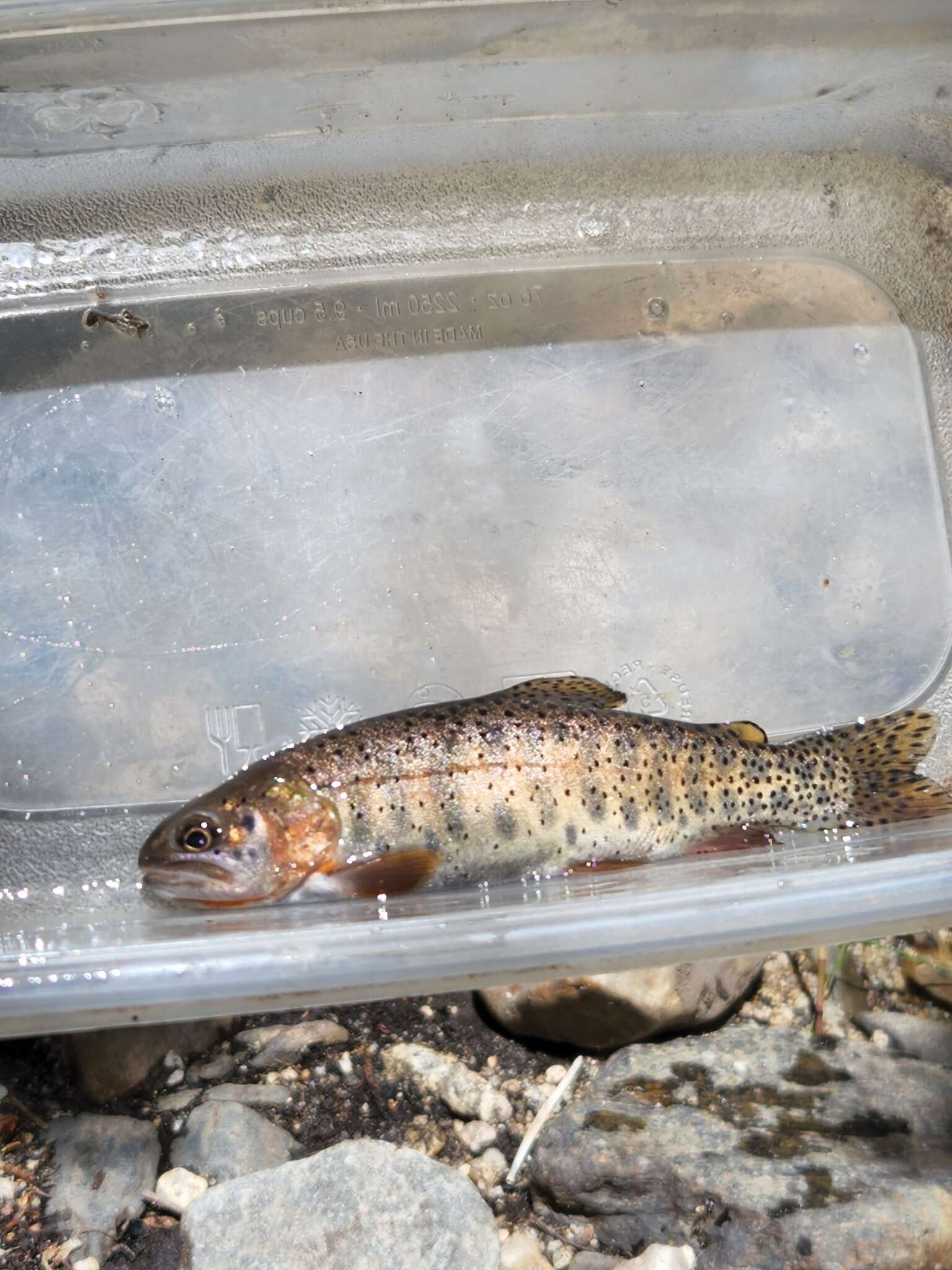 Image of Oncorhynchus clarkii utah (Suckley 1874)