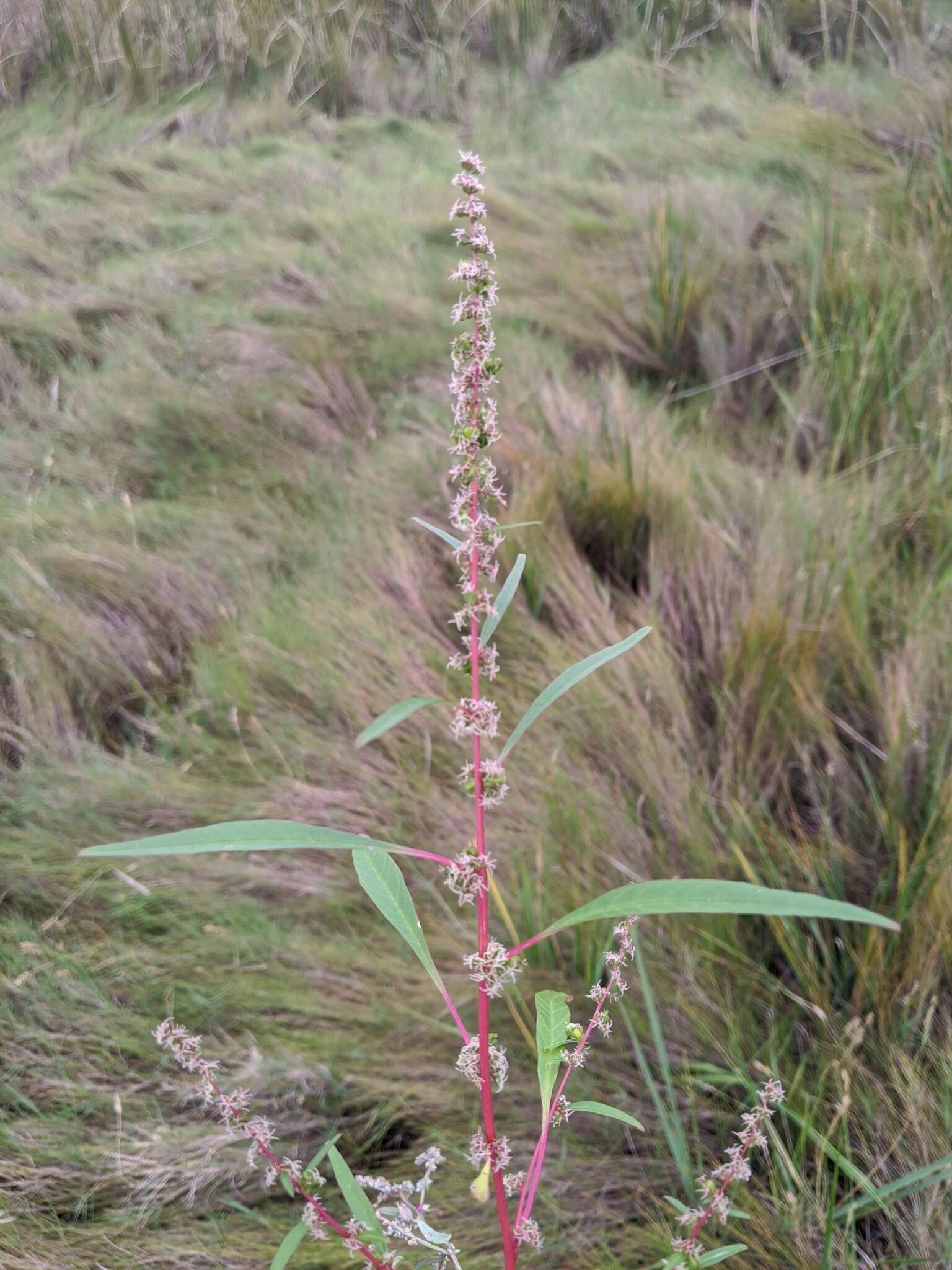 Image of tidalmarsh amaranth