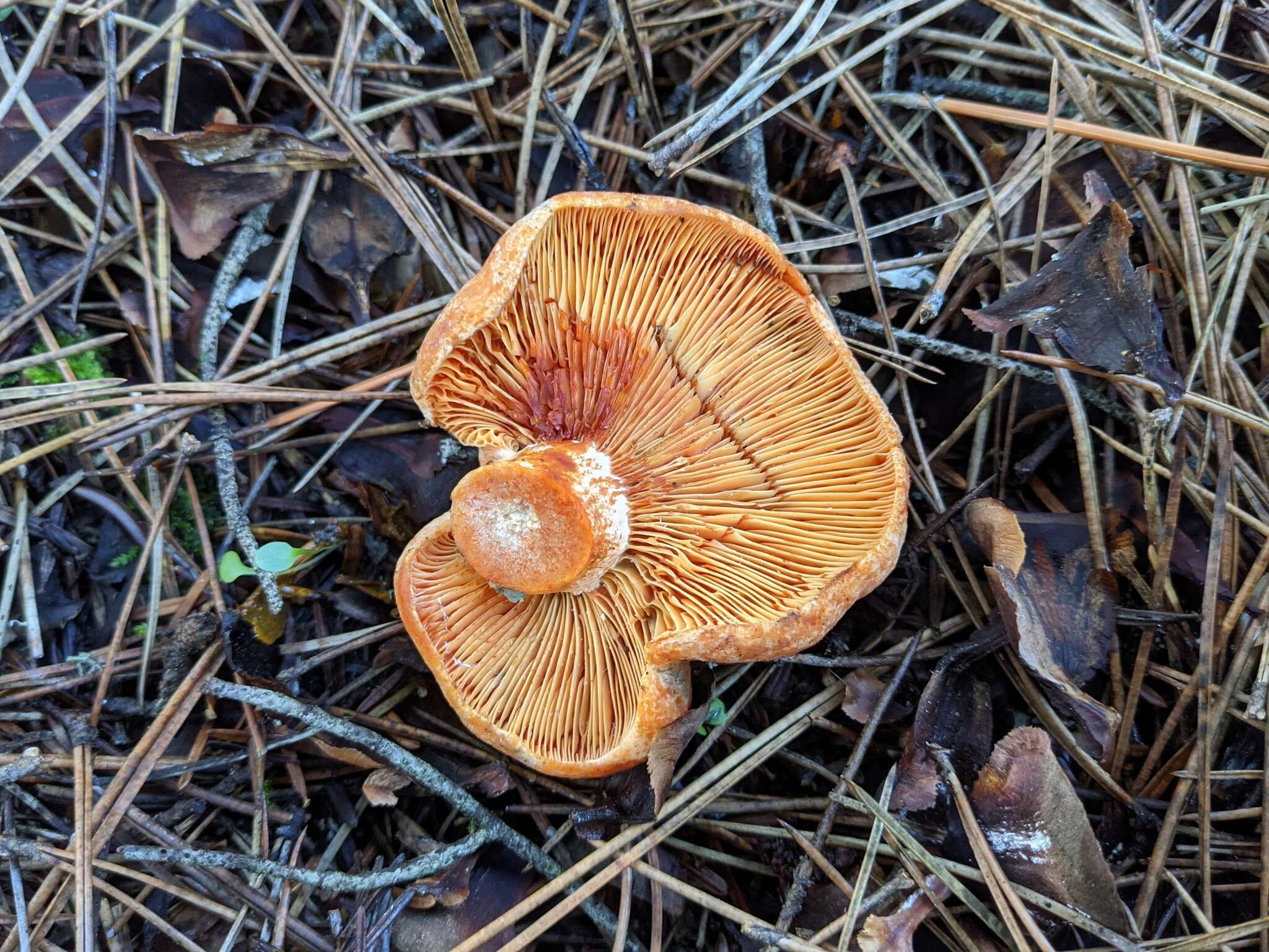 Imagem de Lactarius semisanguifluus R. Heim & Leclair 1950