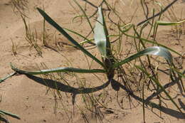 Image of Colchicum laetum Steven