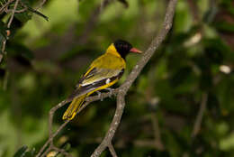 Image of African Black-headed Oriole