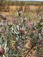 Image of Leucadendron sheilae I. J. M. Williams