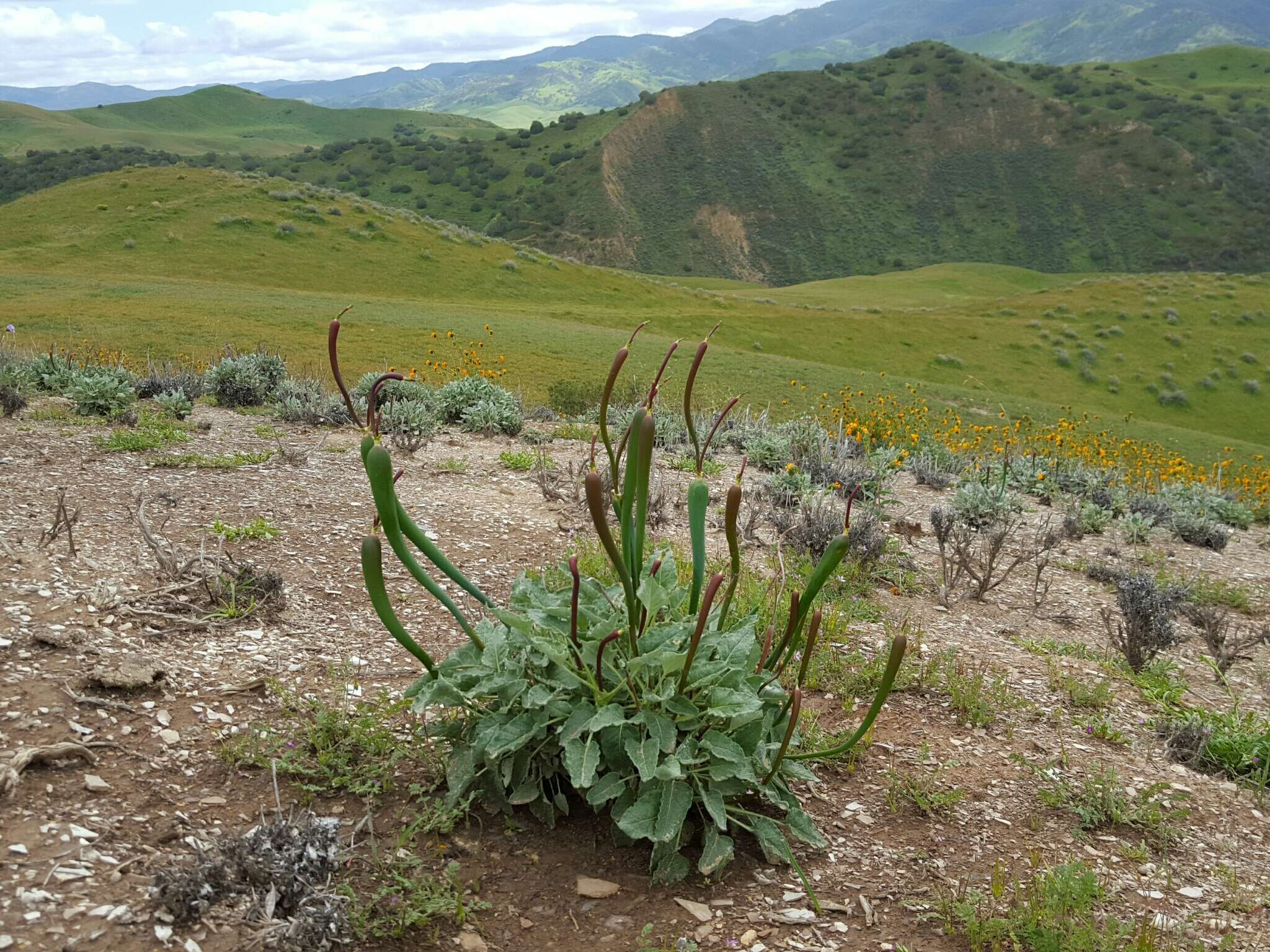 Imagem de Eriogonum nudum var. indictum (Jeps.) Reveal