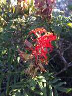 Image of Melianthus elongatus D. O. Wijnands