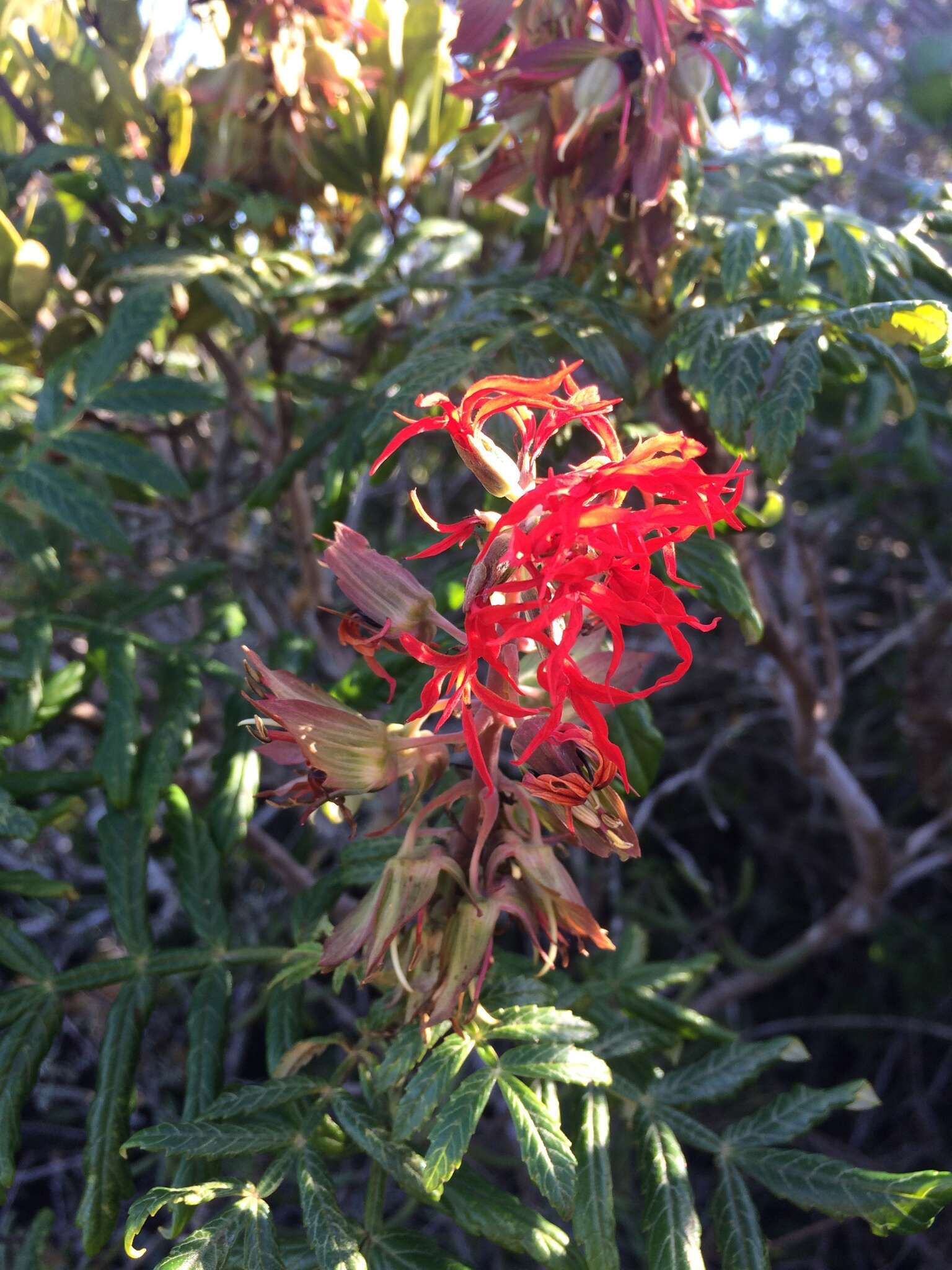 Image de Melianthus elongatus D. O. Wijnands