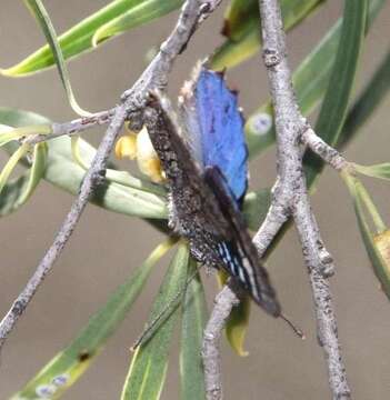 Image of satin azure