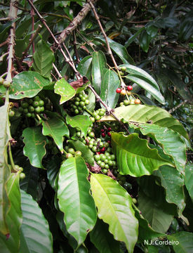 Image of robusta coffee