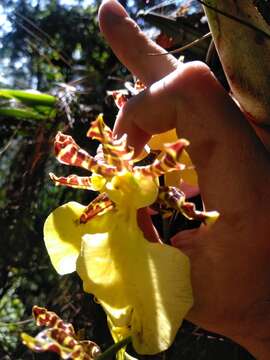 Слика од Oncidium tigrinum Lex.