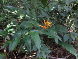 Image of Heliconia hirsuta L. fil.