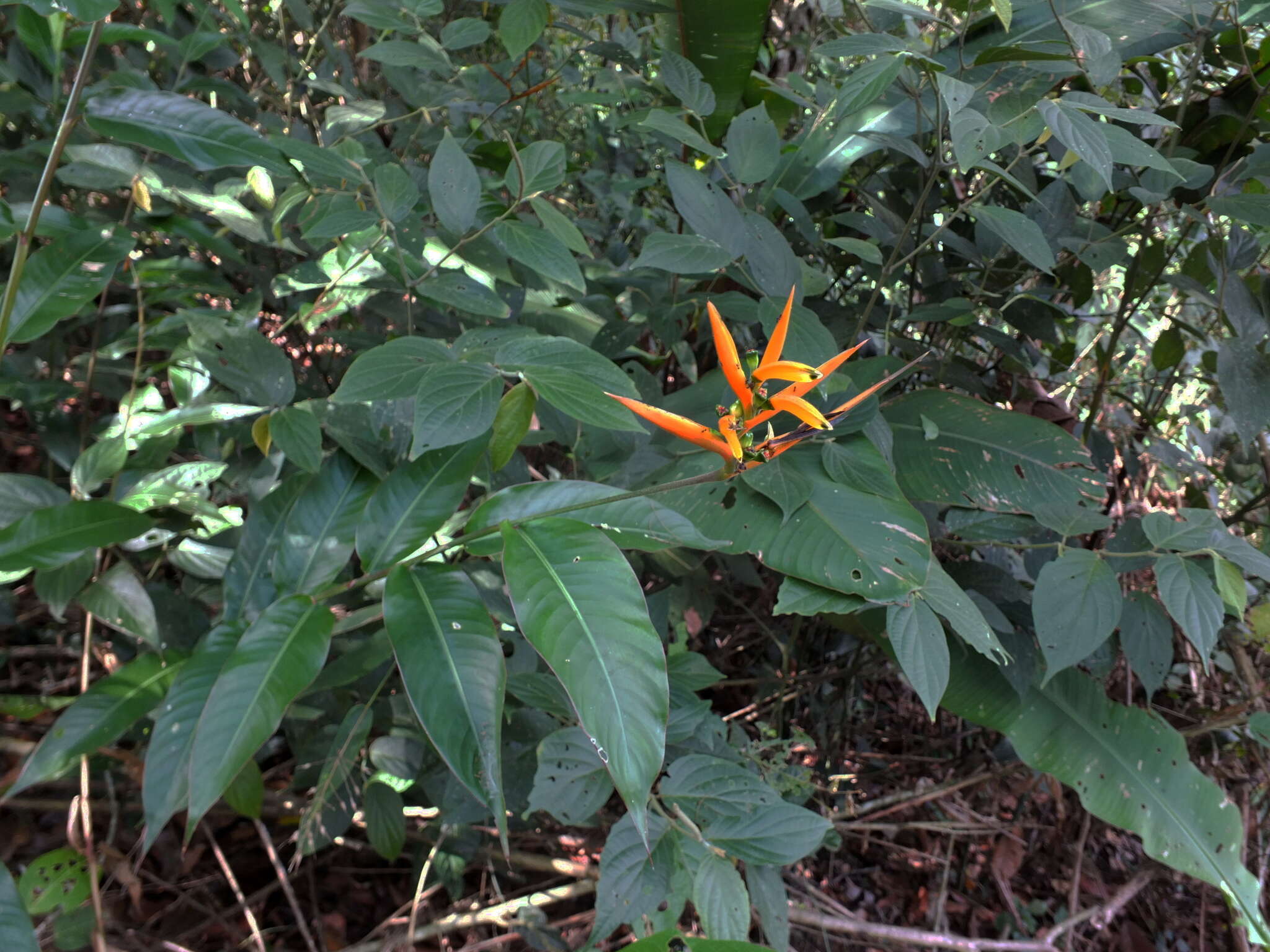 Image of Heliconia hirsuta L. fil.