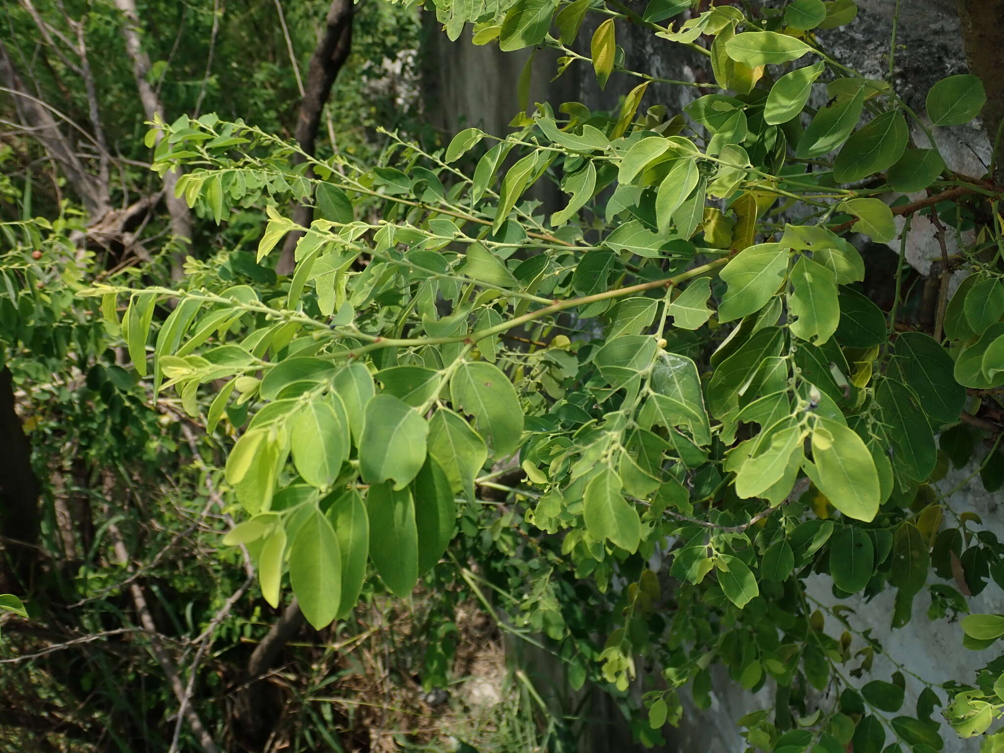 Image of Breynia vitis-idaea (Burm. fil.) C. E. C. Fisch.