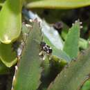 Image of Ochrimnus (Orthochrimnus) cinctipennis (Stal 1858)