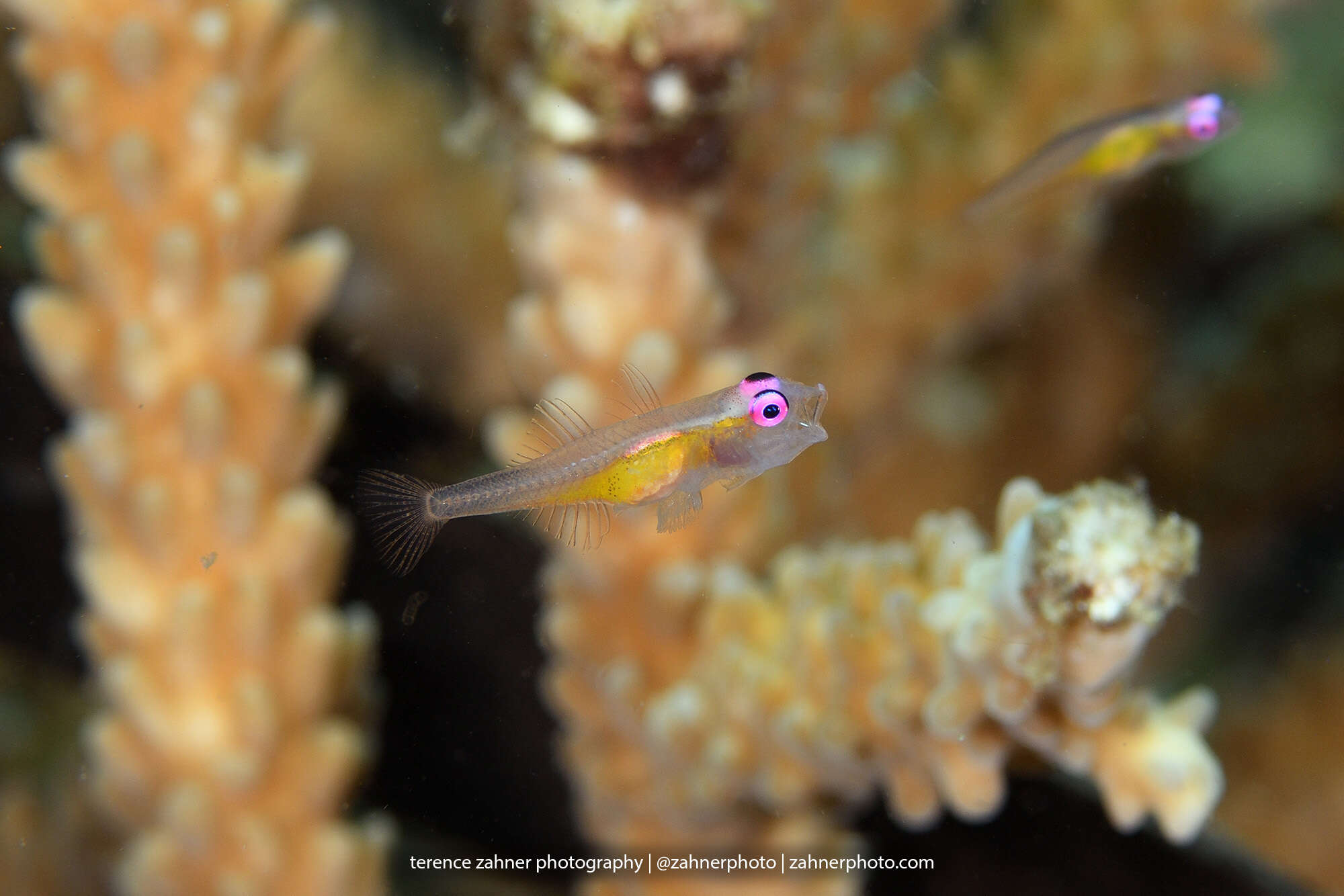 Image of Hovering whipgoby