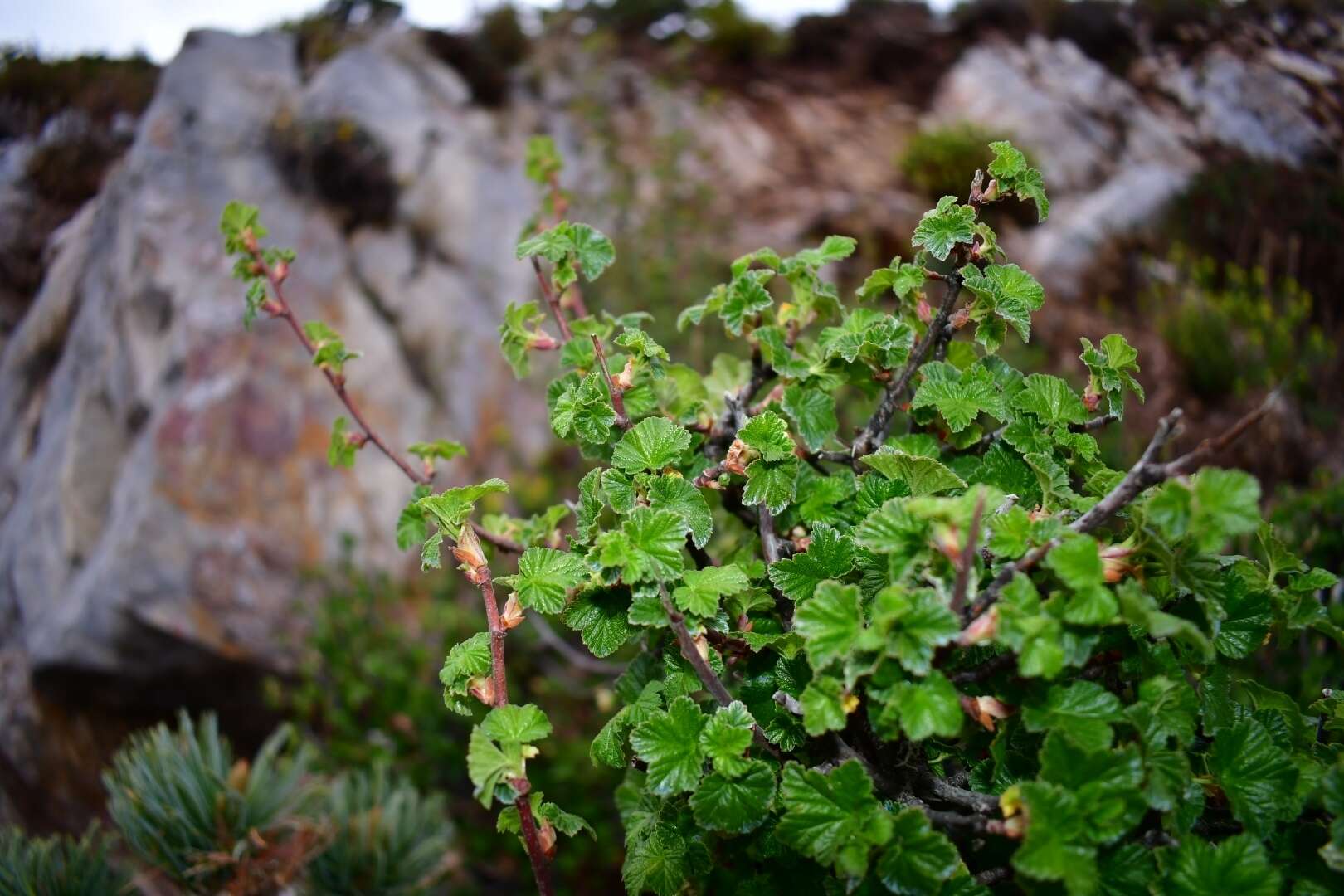 Image of Ribes neglectum Rose