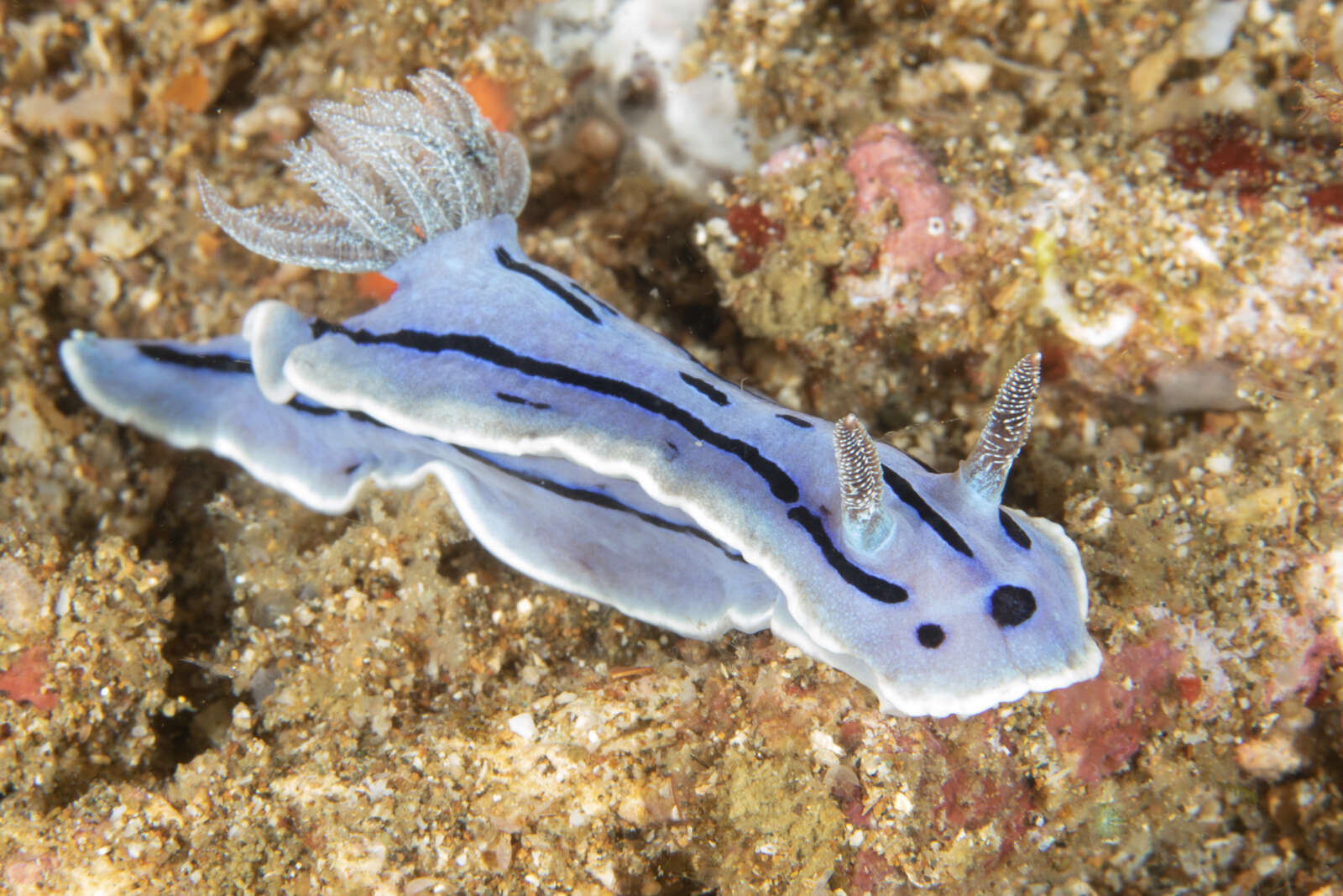 Image of Wallans grey and black slug