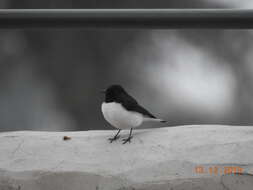 Image of Eastern Pied Wheatear