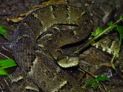 Imagem de Bothrops osbornei Freire-Lascano 1991