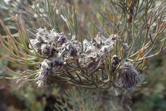 Image of Serruria candicans R. Br.