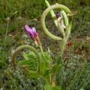 Plancia ëd Astragalus hispidulus DC.