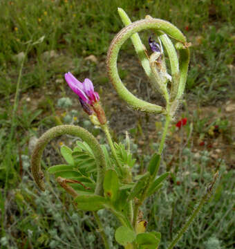 Imagem de Astragalus hispidulus DC.