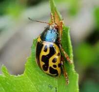 Image of <i>Calligrapha matronalis</i>