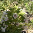 Imagem de Echium decaisnei subsp. decaisnei