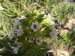 Image of Echium decaisnei subsp. decaisnei