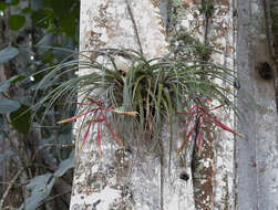 Image de Tillandsia fasciculata var. clavispica Mez