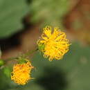 صورة Gynura japonica (Thunb.) Juel