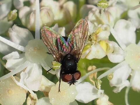 Image of Phasia barbifrons (Girschner 1887)