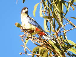 Image of Northern Rosella