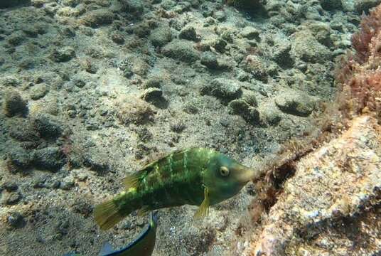 Image of Emerald wrasse