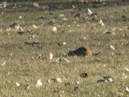 Image of Richardson's ground squirrel