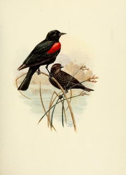 Image of <i>Agelaius phoeniceus gubernator</i> (Wagler 1832)